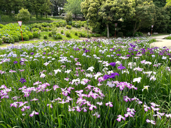 大池公園花しょうぶまつり