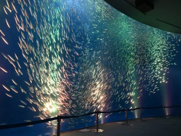 Tornado of Sardines