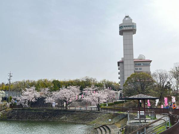 尾張旭・城山公園さくらまつり