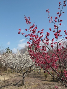 第15届平芝公园梅花节