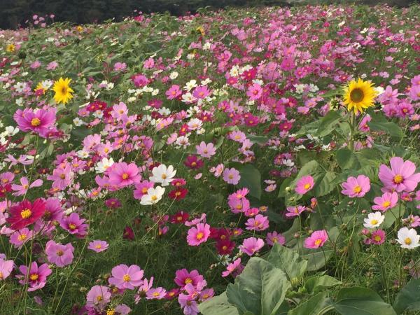 Fields of Sunflowers and Cosmos Flowers 