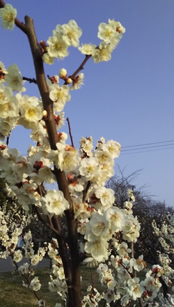 佐布里梅花节
