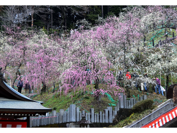大縣神社梅園　梅まつり