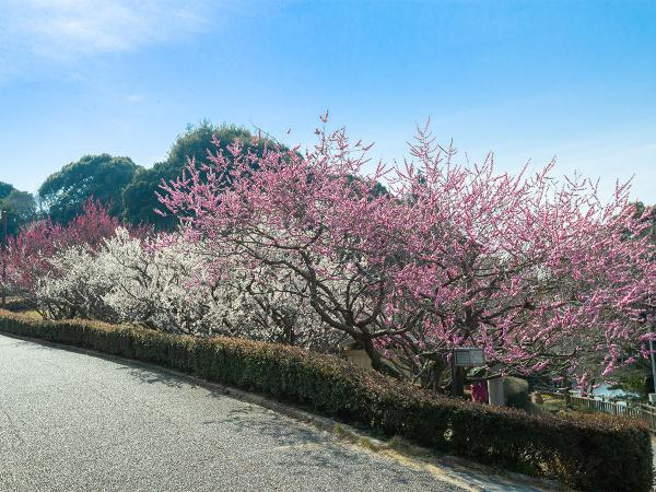 Akatsukayama Park Plum Blossom Festival