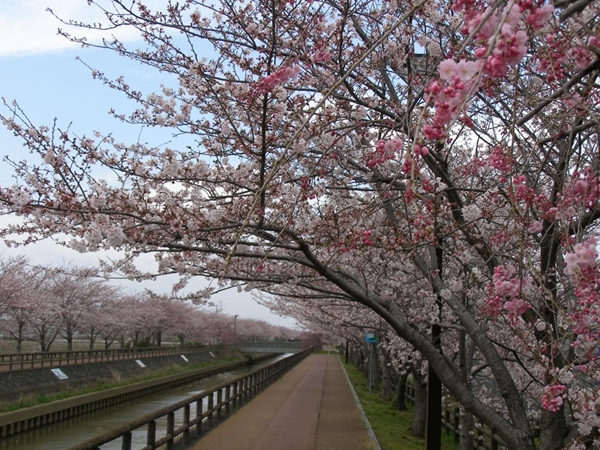 第24届和平櫻花節