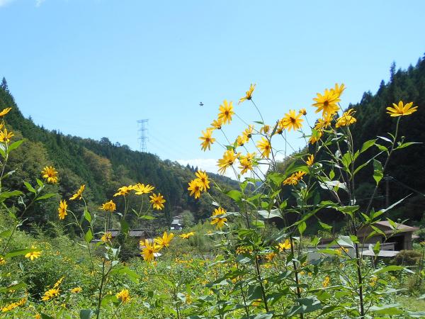 菊芋掘り体験