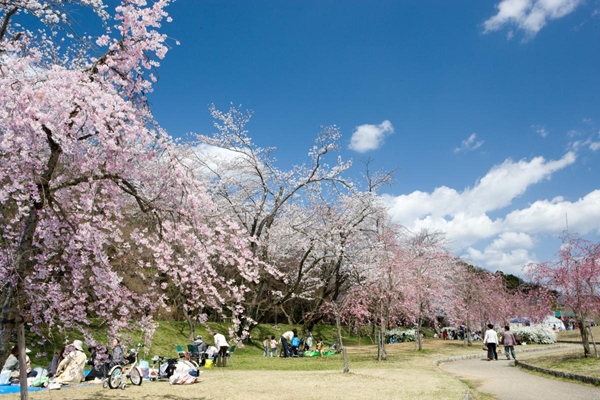 水源桜まつり