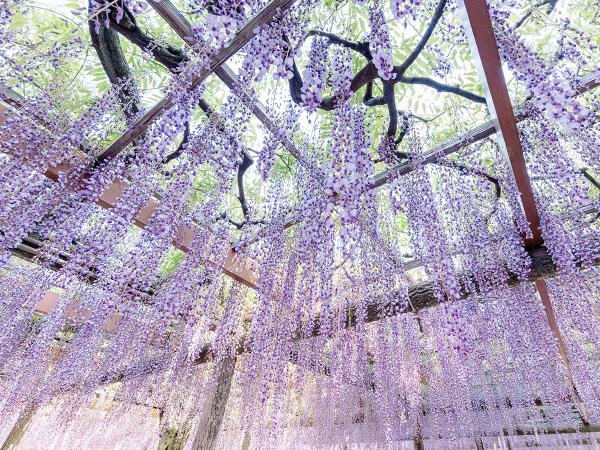 เทศกาลดอกวิสทีเรียที่โอวาริทสึชิมะ (สวนเท็นโนกาวะ)