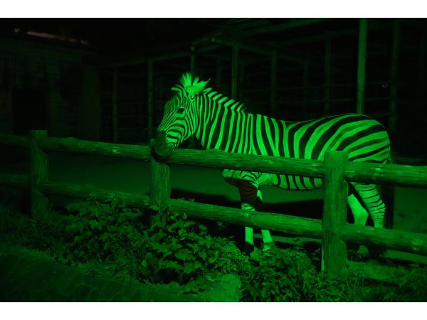 東山動植物園　ナイトZOO＆GARDEN