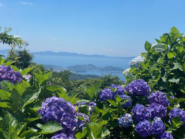 三ヶ根山あじさいまつり