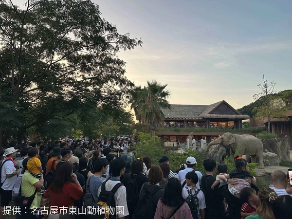Night Zoo