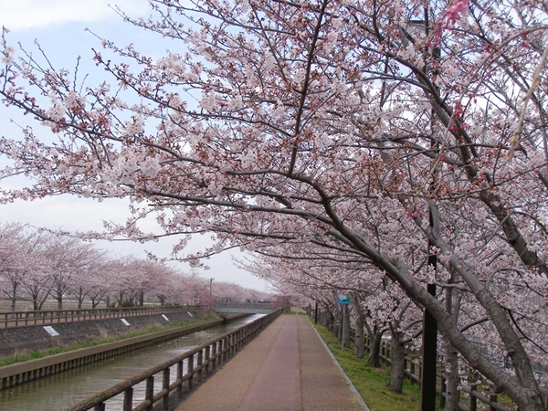 第24届和平櫻花節
