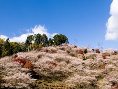 Aichi’s Secret Wonder, Cherry Blossom and Autumn Leaves Together!