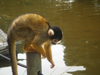 Going Ape In Aichi