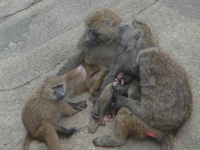 Going Ape In Aichi