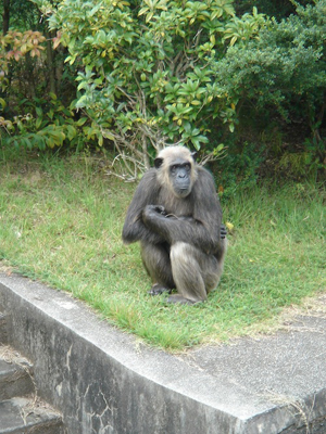 Going Ape In Aichi