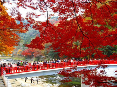 Aichi’s Secret Wonder, Cherry Blossom and Autumn Leaves Together!