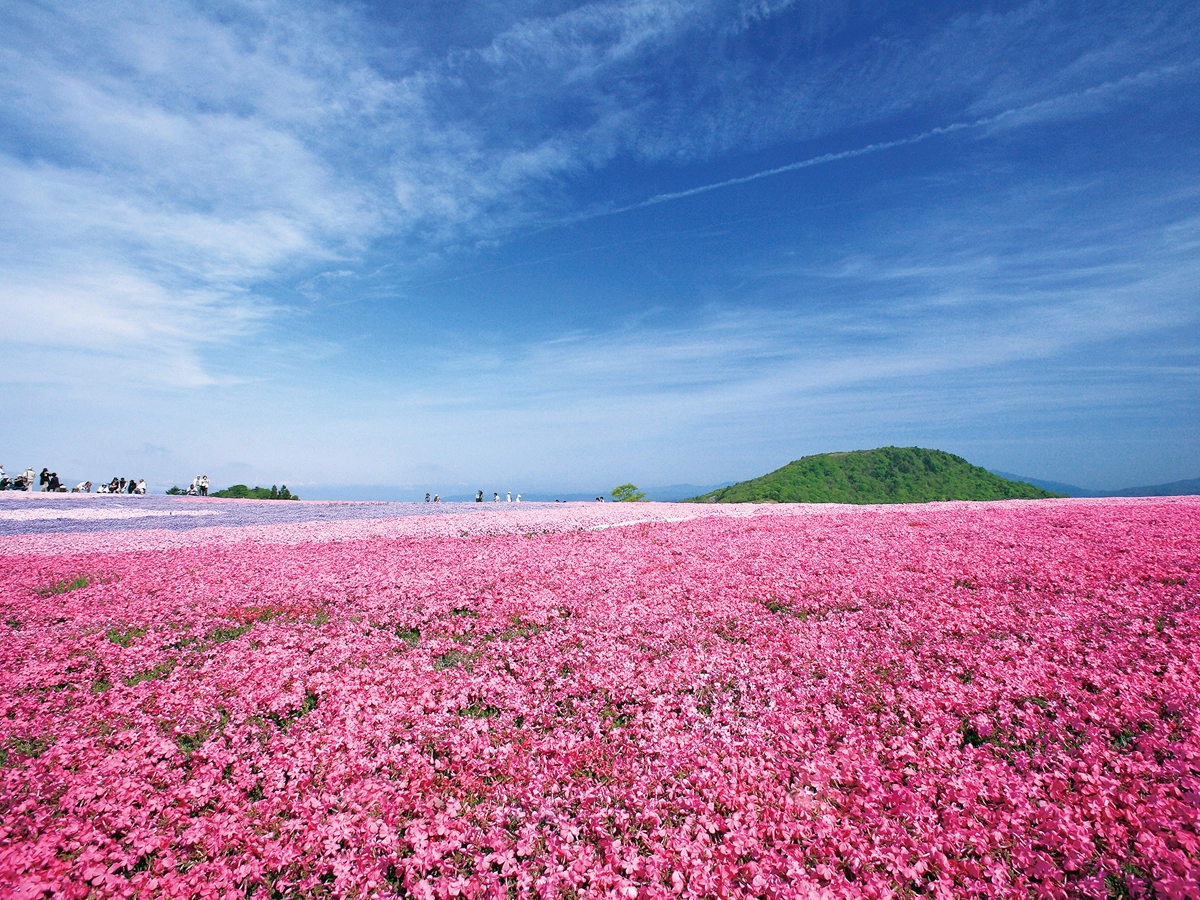 茶臼山高原の芝桜