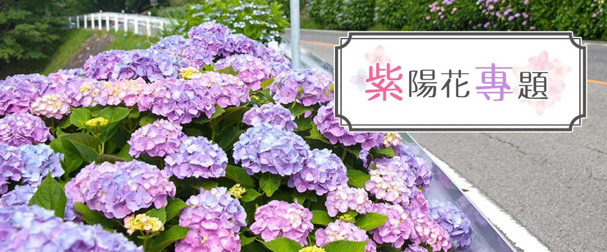紫陽花專題