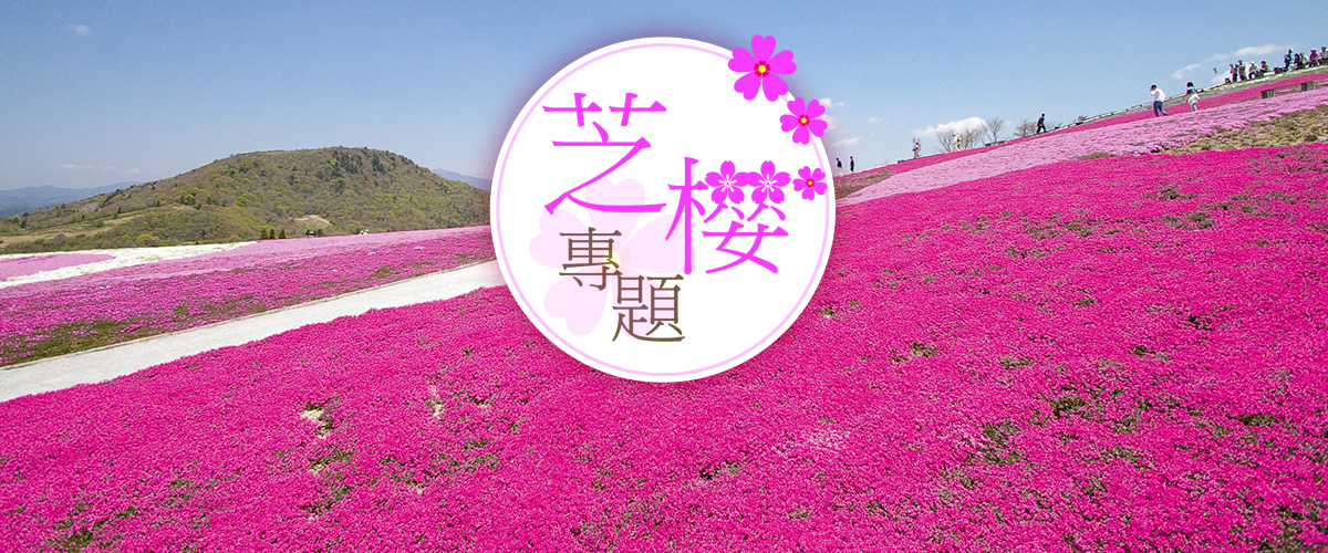 愛知的芝櫻專題
