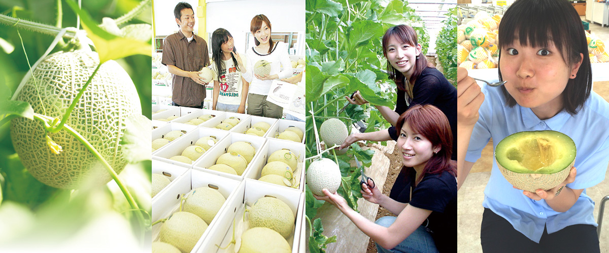 Melon picking in Aichi