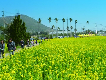 伊良湖菜の花ガーデン