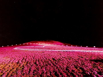茶臼山高原 芝桜まつりを楽しもう♪