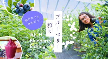 摘みたてを味わおう！愛知のブルーベリー狩り