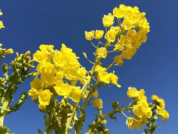 伊良湖菜の花ガーデン