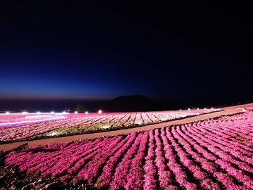 茶臼山高原 芝桜まつりを楽しもう♪