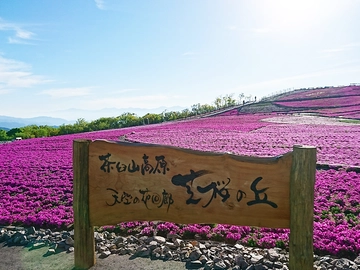 茶臼山高原 芝桜まつりを楽しもう♪