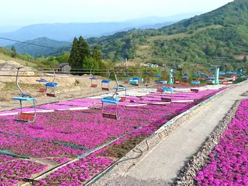 茶臼山高原 芝桜まつりを楽しもう♪