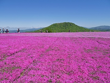 茶臼山高原 芝桜まつりを楽しもう♪