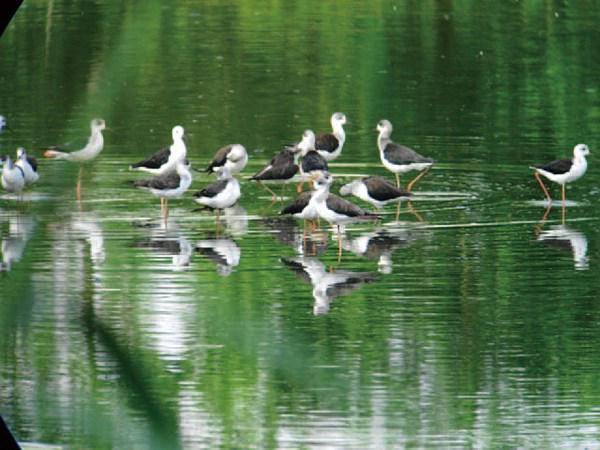 彌富野鳥園