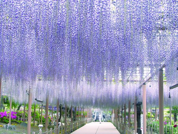曼陀羅寺公園 江南藤花節