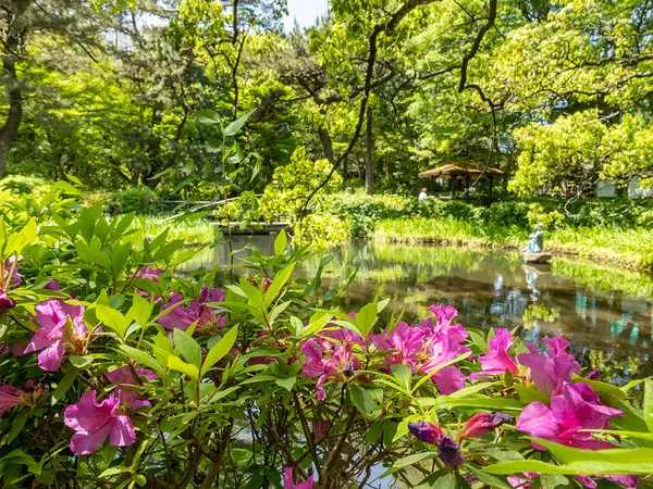 大倉公園つつじまつり