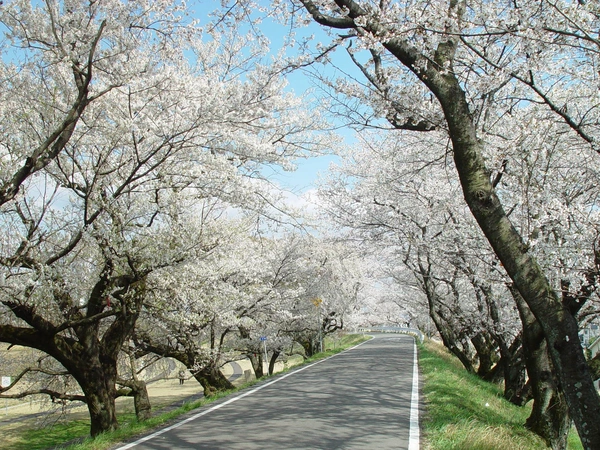 一宮桜まつり　大江川緑道　ライトアップ