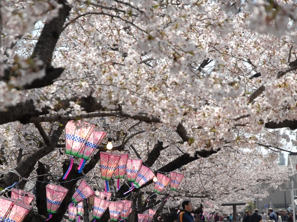 西尾六万石桜まつり