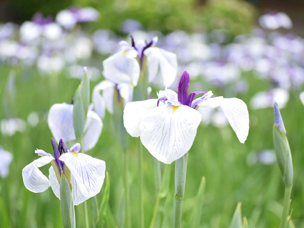 東公園花菖蒲まつり