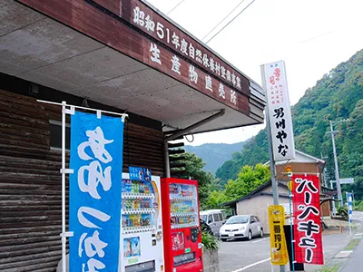 鮎のつかみどり 男川やな