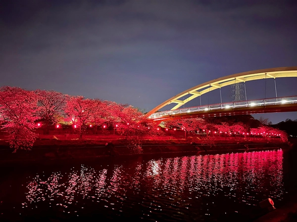 荒子川公園　さくらまつり