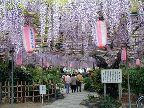 廣藤園藤花節