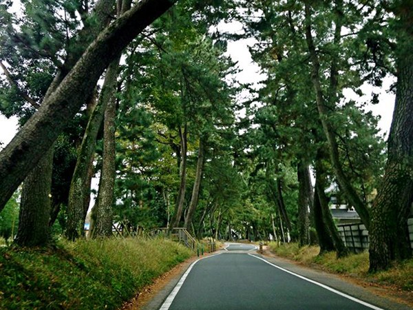 禦油松樹路