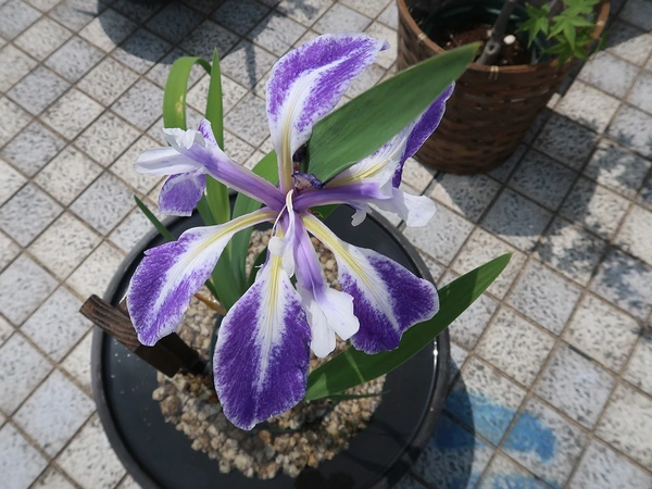 珍種かきつばたまつり