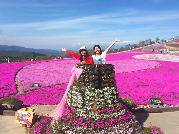 茶臼山高原 芝桜まつりを楽しもう♪