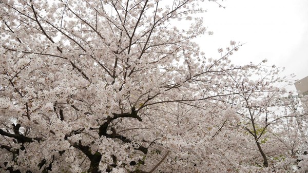 Tsuruma Park Flower Festival