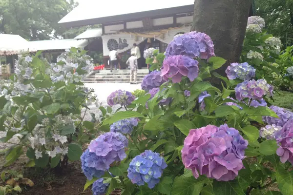 尾西あじさいまつり