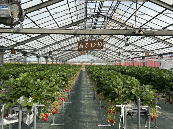farmいちごろ