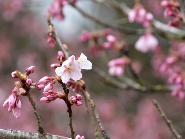 アグリステーション春まつり　名倉川沿いコヒガン桜