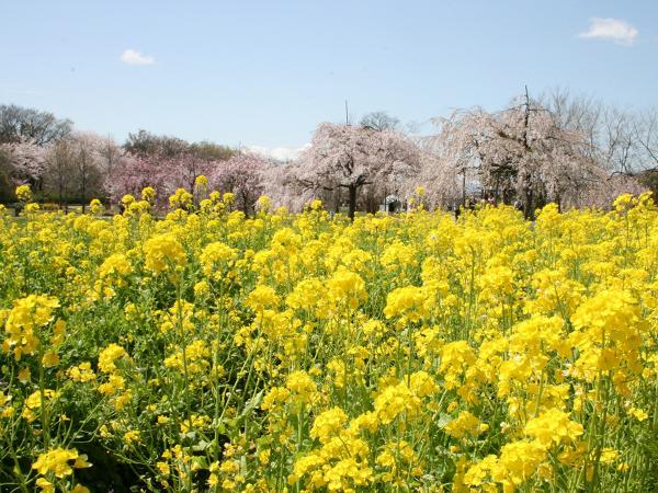 フラワーパーク江南　さくら祭り